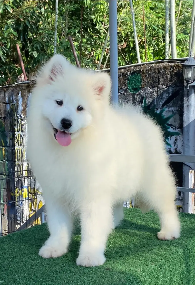 Samoyed puppies available for import pedigree with passport — photo 2