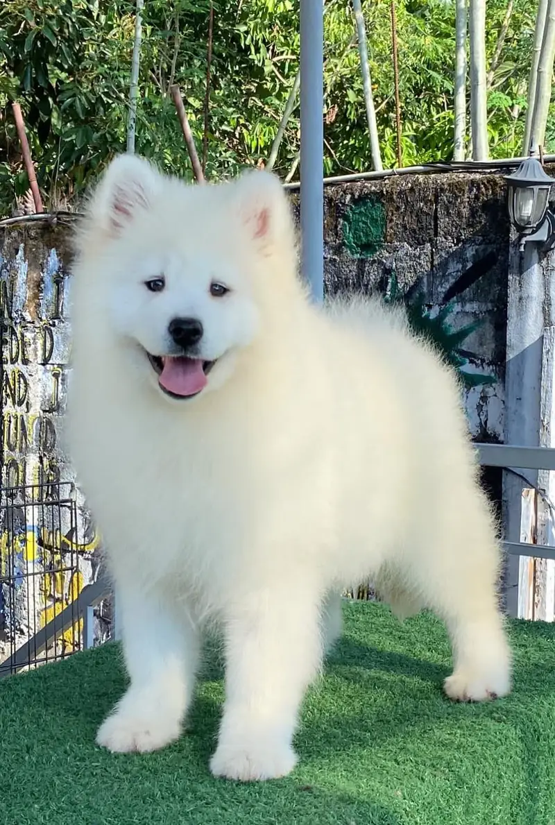 Samoyed puppies available for import pedigree with passport — photo 3