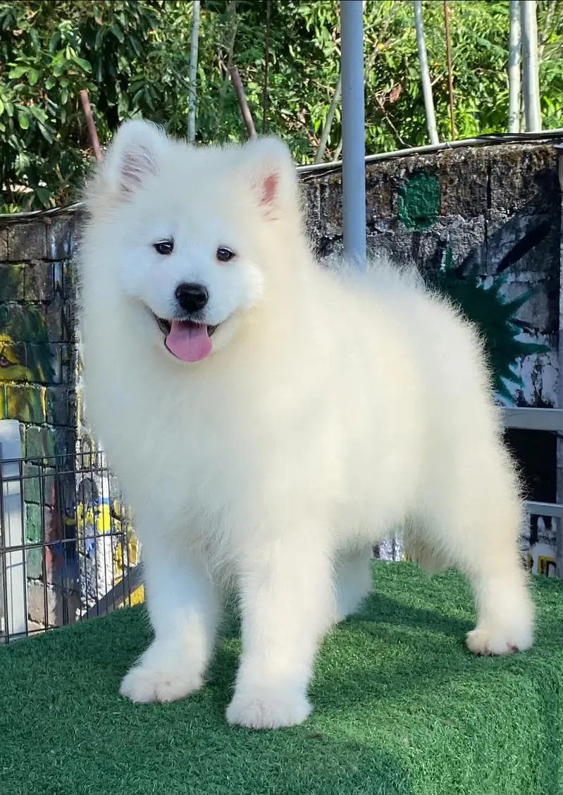 Samoyed puppies available for import pedigree with passport — photo 4