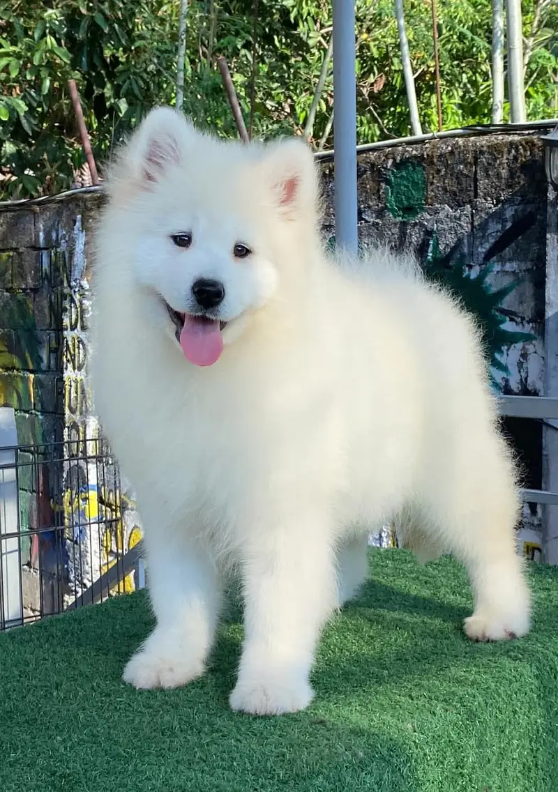 Samoyed puppies available for import pedigree with passport — photo 5