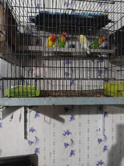 2 pair love birds