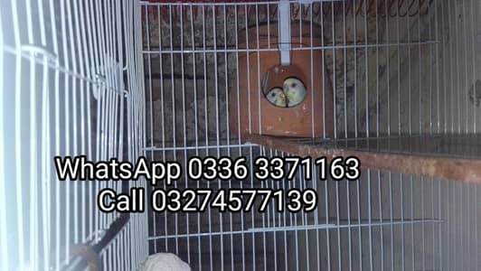 bugies two breeding pairs for sale urgent paison ki zurat ha