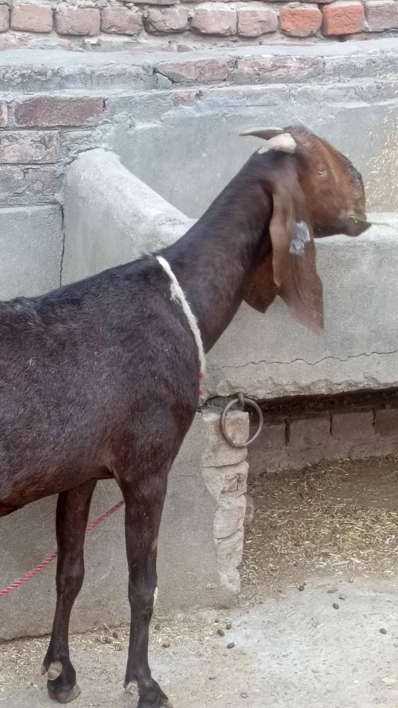 اچھی بریڈ کی سیالکوٹی بیٹل بکری فروخت کے لیے 0