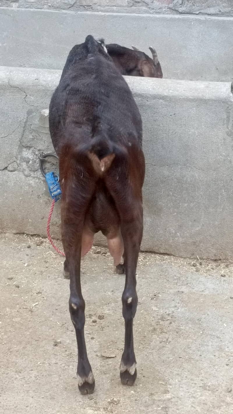اچھی بریڈ کی سیالکوٹی بیٹل بکری فروخت کے لیے 1