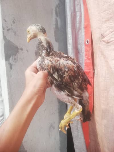 aseel chick for sale in lahore pakistan