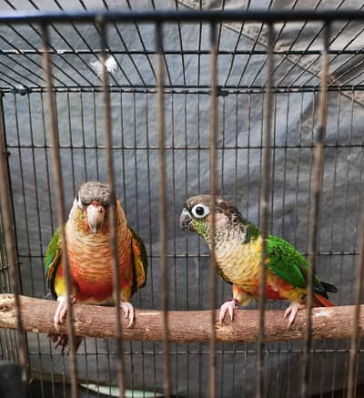green cheek conure pair with cage /female hand tame
