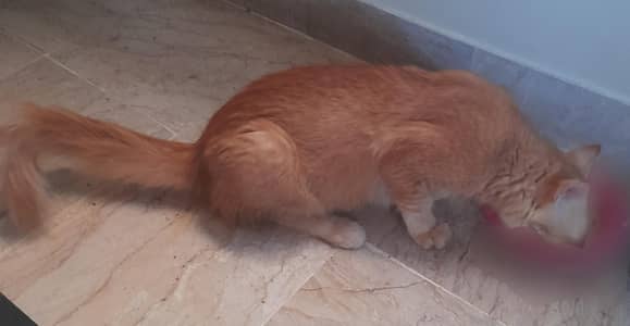 Persian Cat