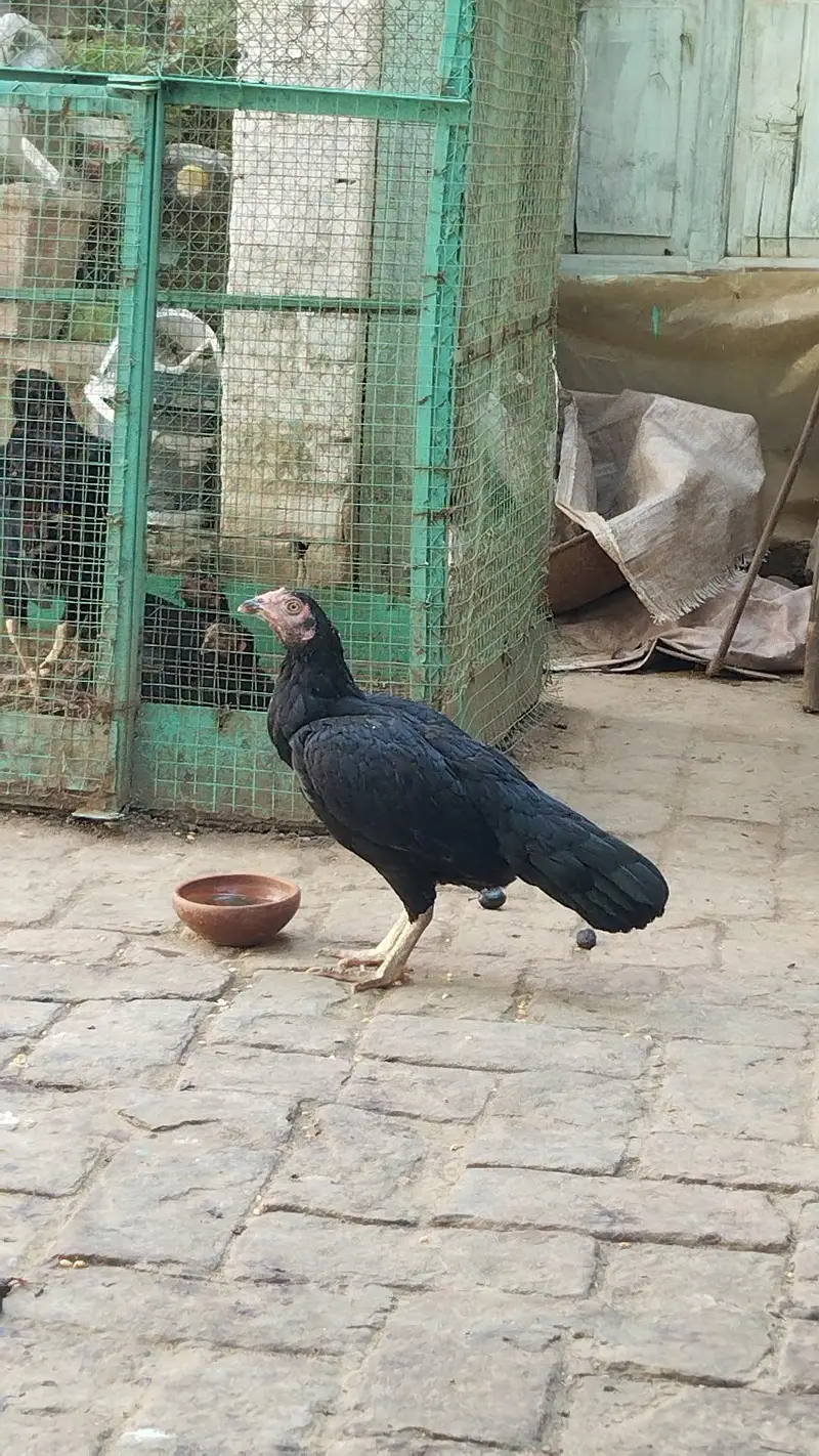 Aseel pair(MashAllah) — photo 4