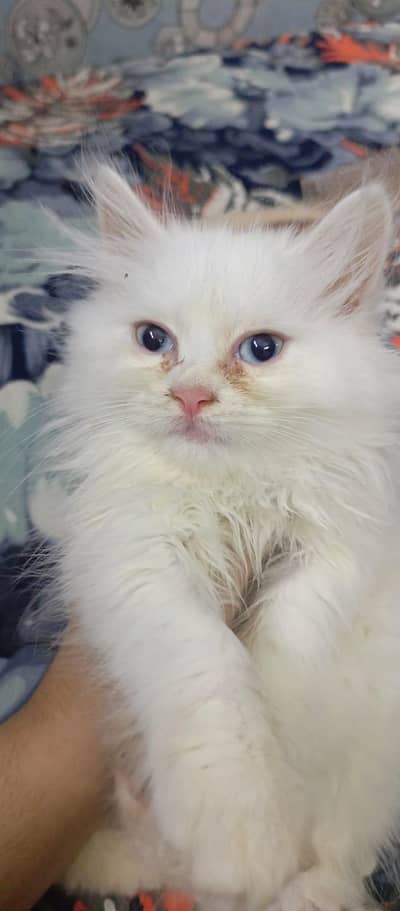 Blue eyes female kitten