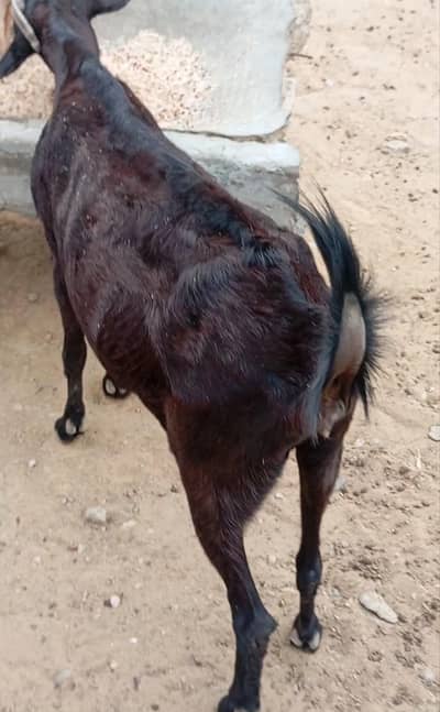 taddy goat