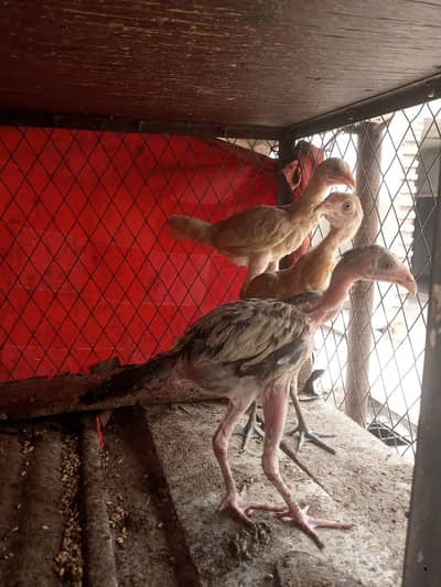 aseel chicks pic old hae