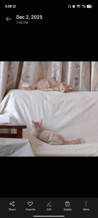 Russian pair
