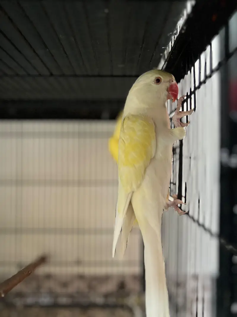 grey/yellow/white