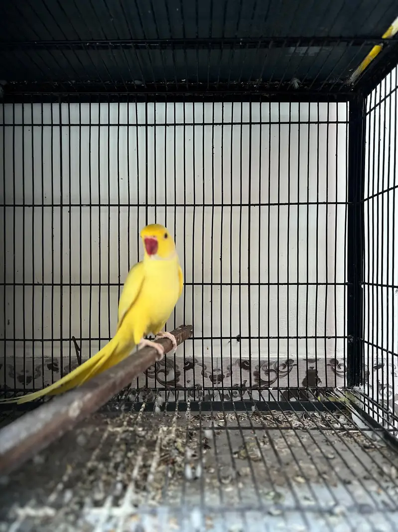 grey/yellow/white — photo 2