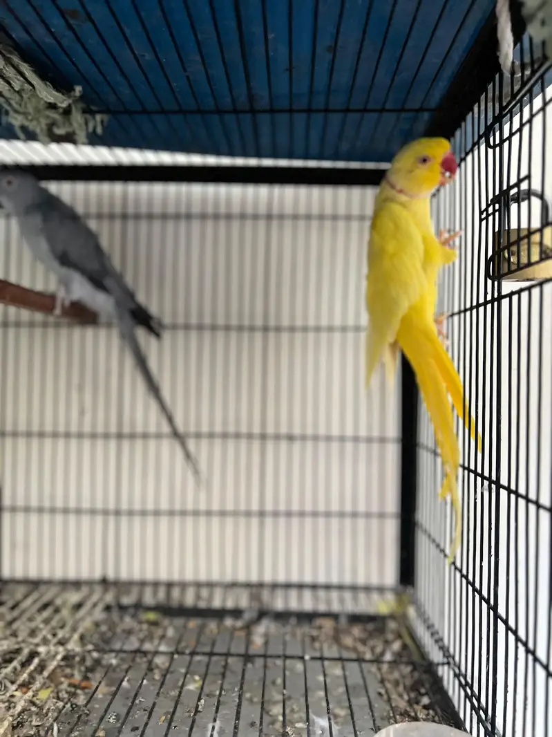 grey/yellow/white — photo 3