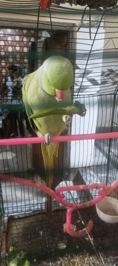 Hand tame talking parrot 03204590697
