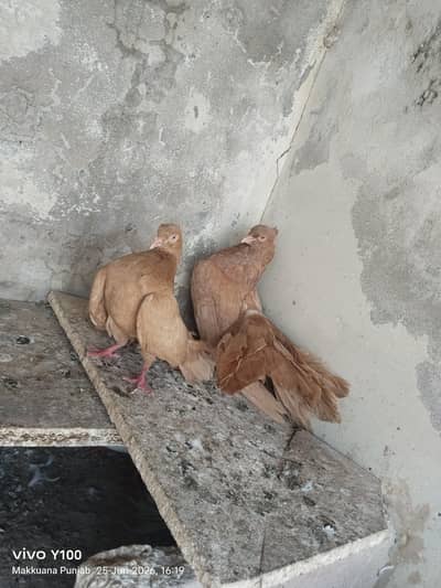 pigeon for sell