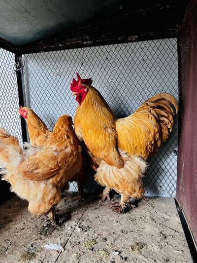 GOLDEN buff trio for sale