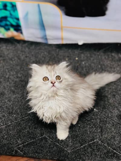 Parshion punch face kittens