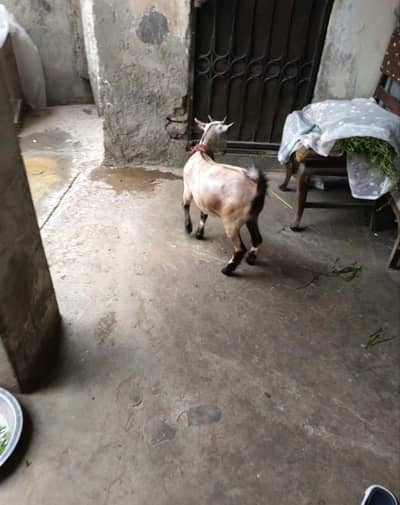 Nigerian dwarf goat
