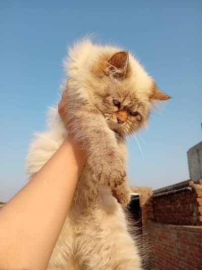 cats selling
