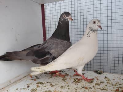pair for sale.