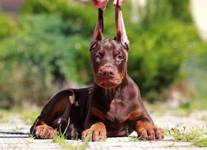 Doberman international pedigree with passport available for booking
