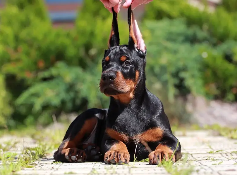 Doberman international pedigree with passport available for booking — photo 2