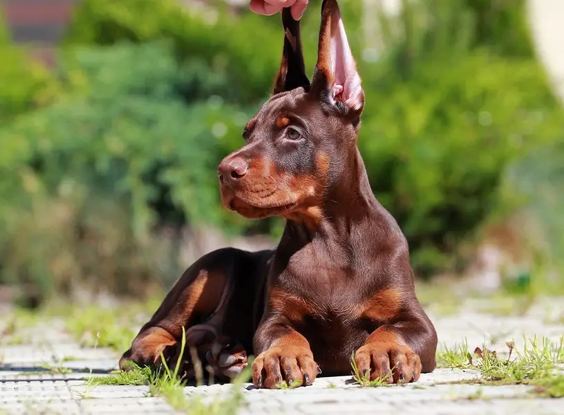 Doberman international pedigree with passport available for booking — photo 3