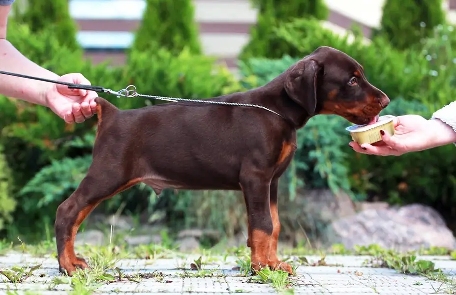 Doberman international pedigree with passport available for booking — photo 4