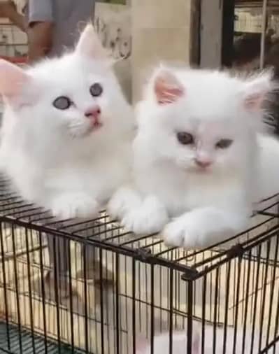 (Persian female kitten) (for sale all) (Pakistan delivery available)