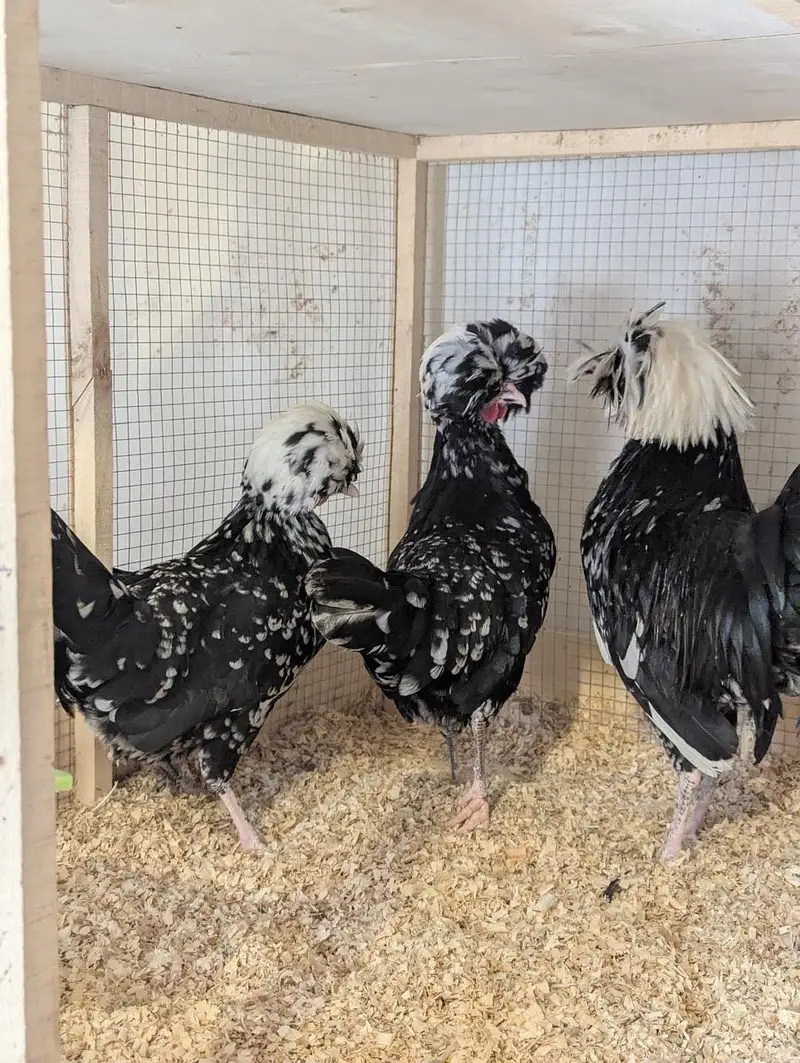 All fancy breeds Chicks and eggs Available imported linage — photo 8