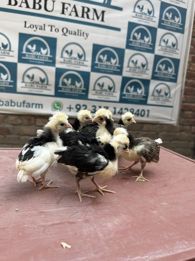 All fancy breeds Chicks and eggs Available imported linage — photo 2