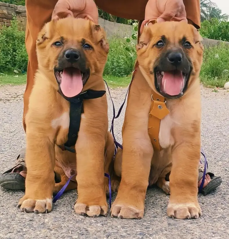Turkish kangal pair dabal hadi important blood line security dog for s