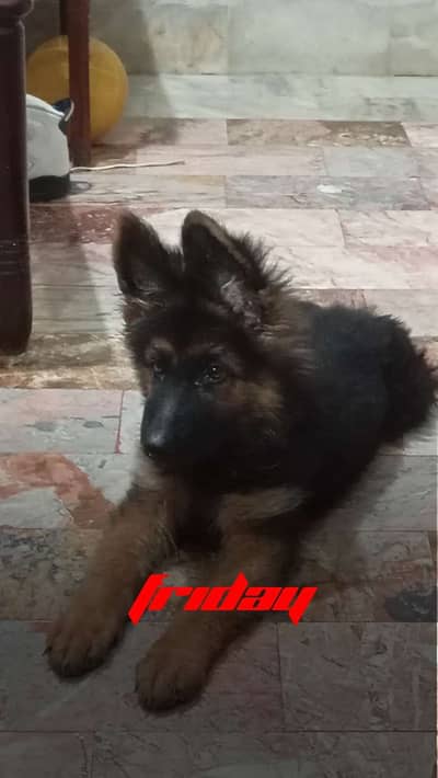 German Shepherd  | long coat German Shepherd | gsd puppy for sale