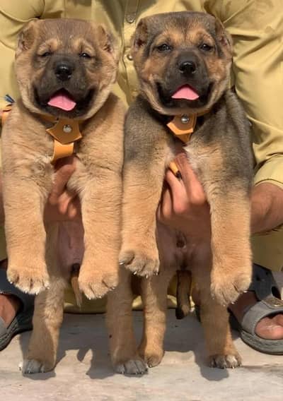 Kurdish kangal pair dabal hadi Harvey bone stacture for sale security