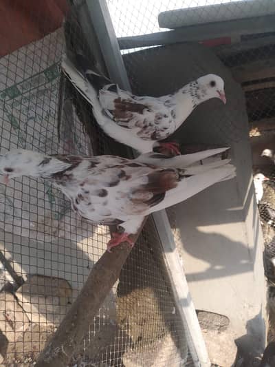mukhi and sherazi mix breed