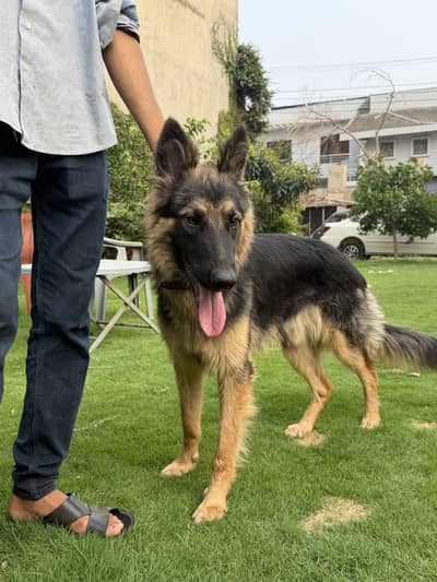 German shepherd dog gsd