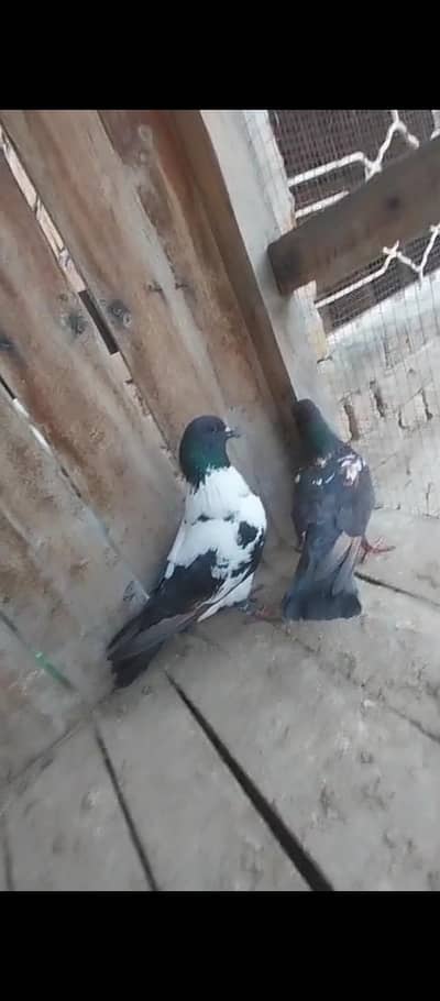 black peshori breeder pair kabra pishori