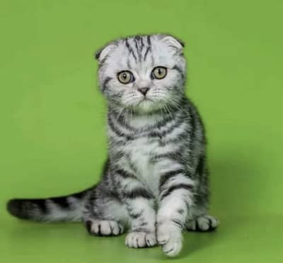 British Short hair Male Available