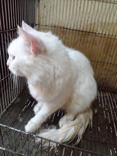 Urgent for sale
