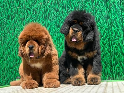 Tibitan mastiff international pedigree passport available for import