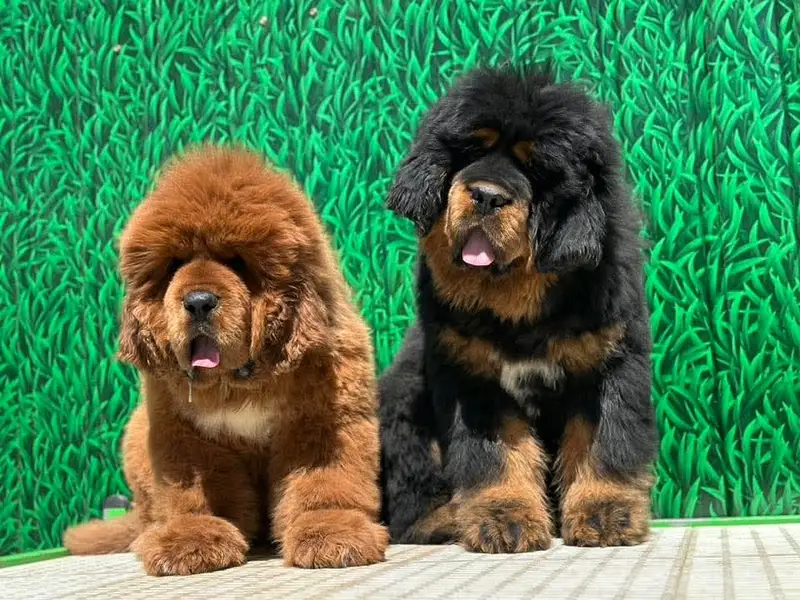 Tibitan mastiff international pedigree passport available for import