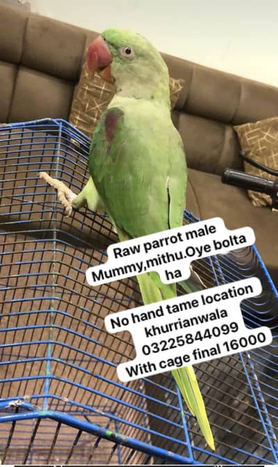 Bolne wala raw tota+cage 3225844099