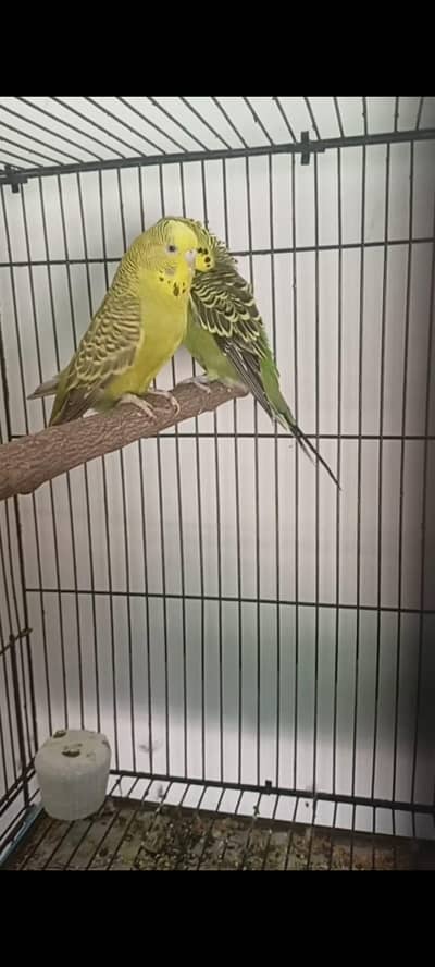 Undersize Exi budgies breeder pair for sale in Rawalpindi