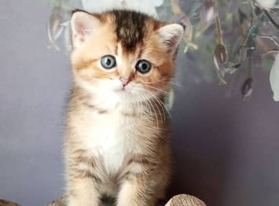 British Short Hair KIittens Available