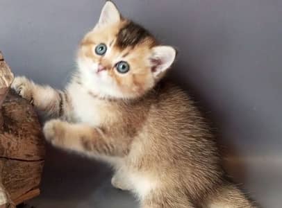 British Short Hair_Scotid fold  KIittens Available