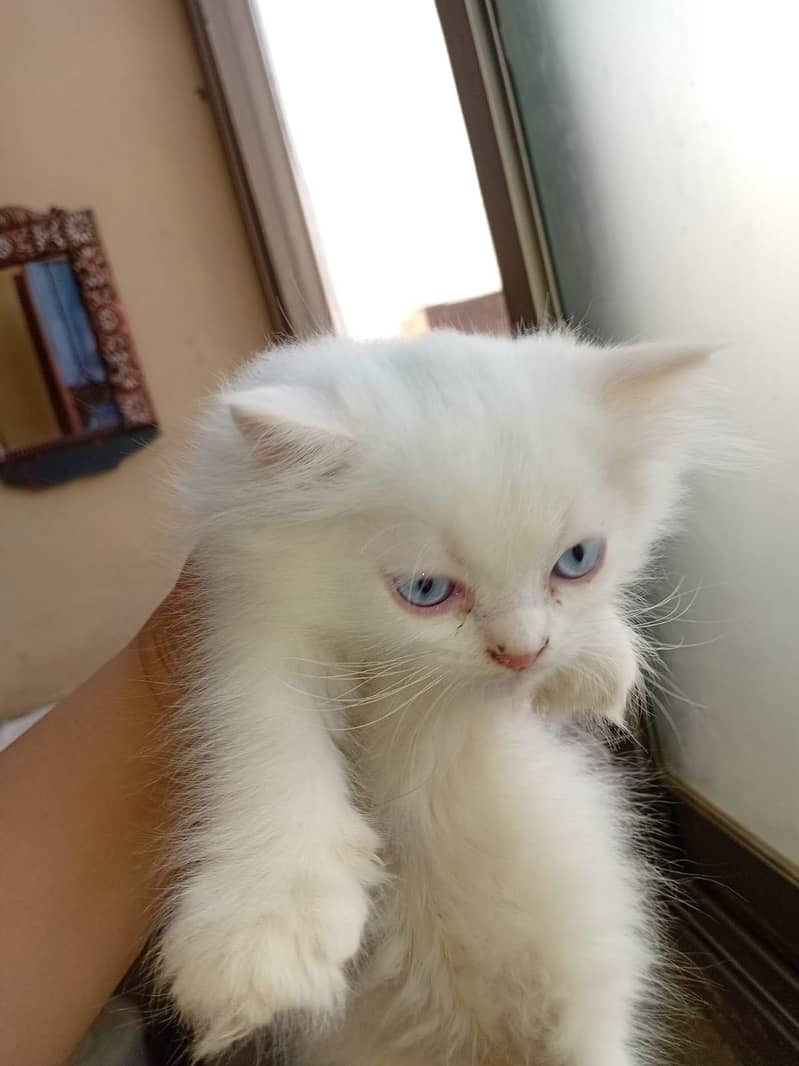 Persion Kittens 0