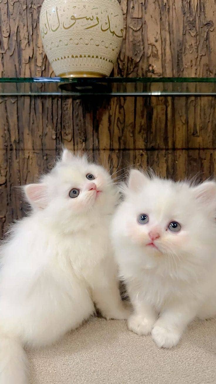Persion Kittens 1
