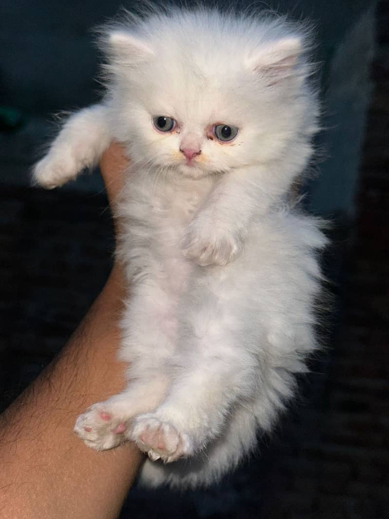 Persion Kittens 2